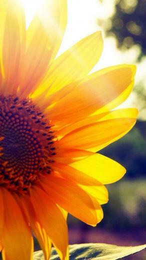 Sunflower May U Have All The Joy Ur Heart Can Hold