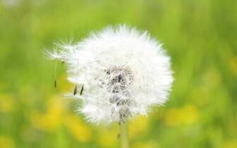 Allergy Scout Real Estate