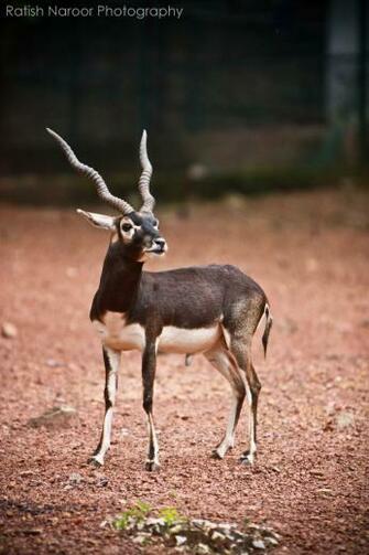 Black Buck Antelope Deer Pictures Wallpaper