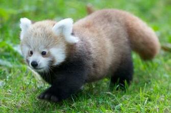 Red Panda Wallpaper Pictures HD