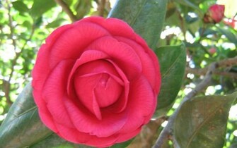 Exotic Flowers