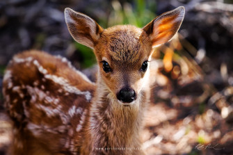 Cute Baby Animals Wallpaper