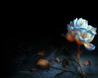 Paki02 Flowers Wallpaper