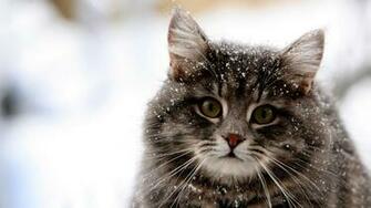 Cat Pictures For Desktop And Screen Saver Cute Kitten