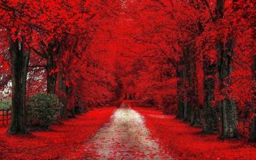 Red Trees Cherry Blossom Path Dirt Road Fall