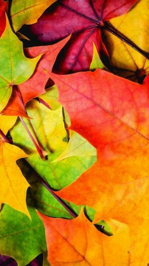 Wallpaper Leaves 5k 4k 8k Colorful Autumn Nature
