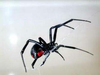 Black Widow Spider Image Picture Graphic