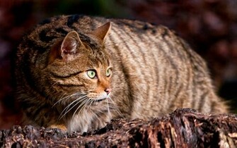 Wild Cat Wallpaper