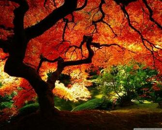 Beautiful Autumn 4k HD Desktop Wallpaper For Dual Monitor