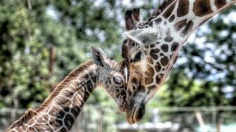 Giraffes Family Mystery Wallpaper