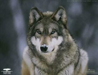 Baby Wolf Wallpaper