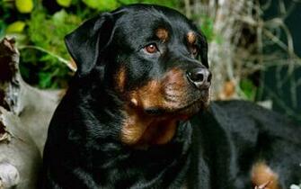 Beautiful Rottweiler Wallpaper