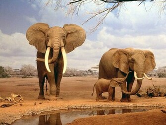 Indian Elephant Wallpaper