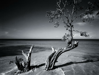 Black And White Beach Wallpaper Tree