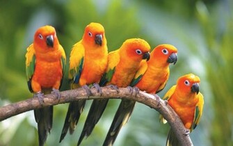 Keywords Love Birds Wallpaper Desktop