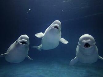 Wallpaper Photos Image Whales