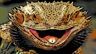 Head Bearded Dragon Picture Wallpaper Hq With