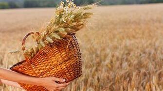 Wheat Field Baskets Hand Flowers Wallpaper HD Desktop And