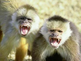Pets Monkeys