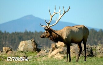 Elk Wallpaper High Definition Quoteko