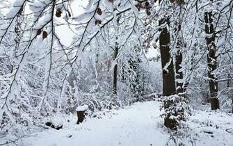 Snowy Day In The Forest Wallpaper