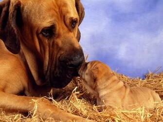 High Resolution Wallpaper Of Cute Dogs Recipeapart
