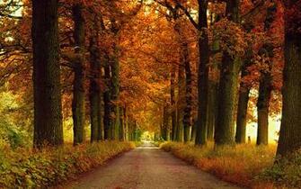Fall Full HD Wallpaper And Background Id