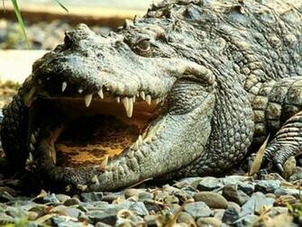 Alligator Wallpaper