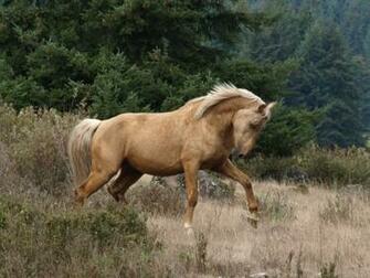 Saddlebred Related Keywords Suggestions Palomino HD Wallpaper