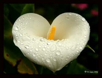 White Flower Wallpaper