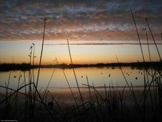 Duck Hunting Background
