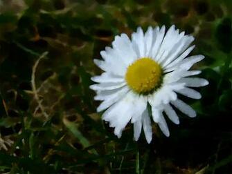 Daisy Daisies Desktop Background Wallpaper