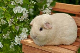 Guinea Pig Computer Wallpaper Desktop Background Id