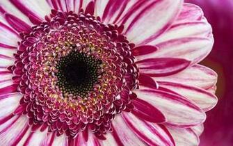Pink And White Gerbera Flower HD Wallpaper