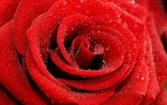 Descargar Fondos De Pantalla Rosa Roja HD Widescreen Gratis Imagenes