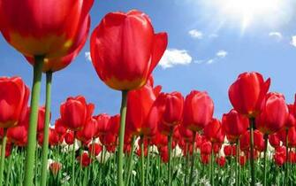 Red Tulip Flower Wallpaper For Desktop Jpg