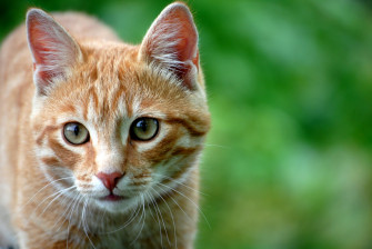 Cat 4k Wallpaper