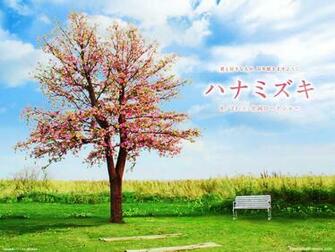 Image Hanamizuki Wallpaper X