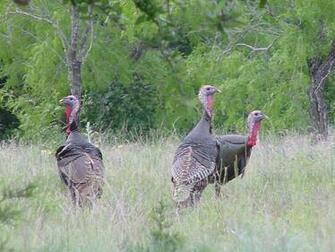 Wild Turkey Hunting