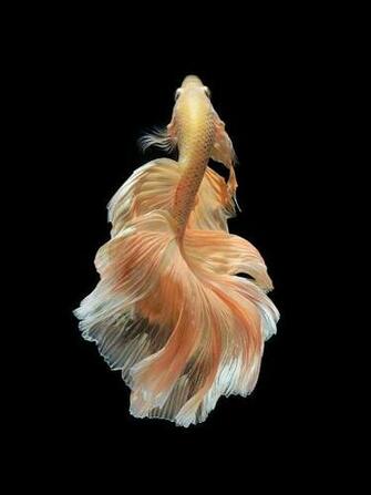 iPhone 6s Announced With Betta Background Live Tropical Fish