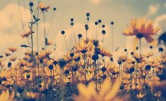 HD Nature Wallpaper Grass Flowers Organic Landscape