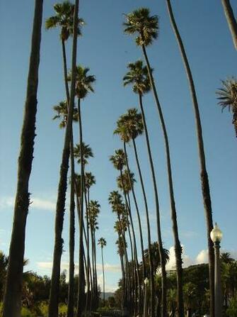 Alfa Img Showing California Palm Trees Background
