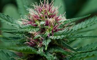 Drugs Marijuana Best Widescreen Background Awesome HD Wallpaper Of