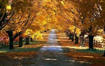 Autumn Road Nature Wallpaper HD Desktop