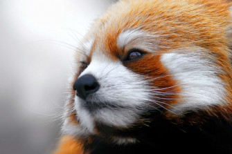 Cute Red Panda Wallpaper