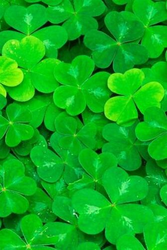 Hoja Wallpaper Gallery