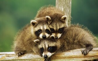Baby Animal Wallpaper HD