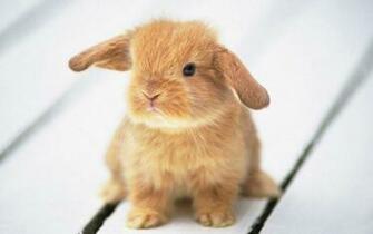 Cute Animals Wallpaper HD In Imageci