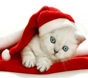 Christmas Kitten Wallpaper Wallpaper9