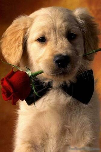 Pictures Of Golden Retriever Puppies That Will Brighten Your